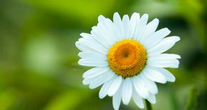 Calendari dei pollini per il fine settimana