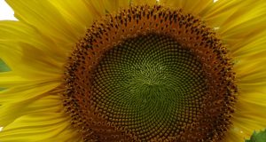 Allergia alimentare e al nichel e il cambio di stagione