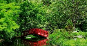 Il blog allergico, il mio giardino d’inverno senza pollini