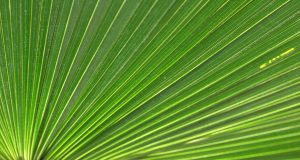 La mia allergia all’alternaria