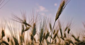 A.A.A: allergia, alternaria, asma