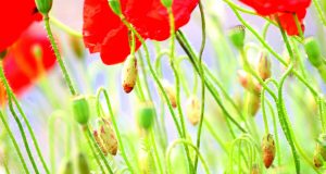 Allergia e la cura della pelle in estate