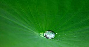 Allergie e omeopatia