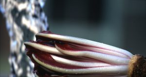 Allergia al radicchio