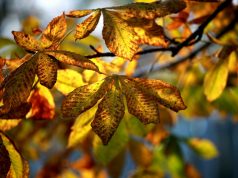 Che cos’è l’alternaria?