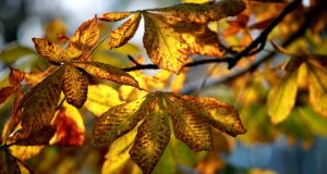 Che cos’è l’alternaria?