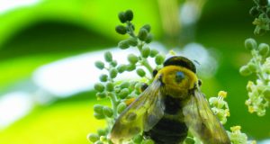 Allergie ai pollini e l’arrivo della primavera
