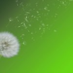App per allergici