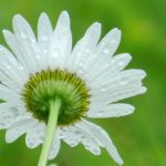 App per allergici