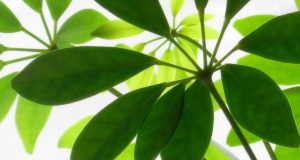 Giornata internazionale dell’omeopatia