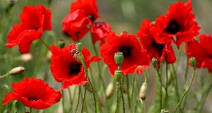 Allergie: la storia di Maddalena