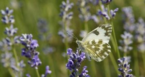 Allergie: la storia di Sara