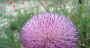 Nuovo Vivere con le allergie