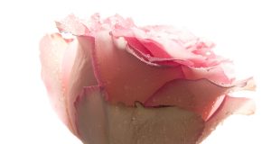 Allergia e assorbenti