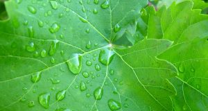 Allergie e danger of vitality