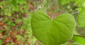 Allergie e voglia di guarire