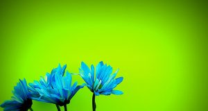 Dalla gabbia al cielo: storie di respiri