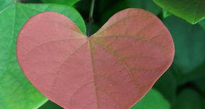 Alfabeto delle mie non-allergie