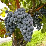 Allergia all’alternaria e l’autunno