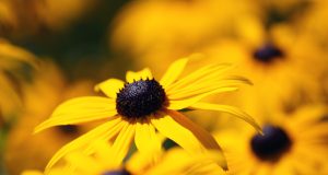 Semplici regole per vivere con le allergie