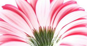 Chakra ruote di vita di Anodea Judith