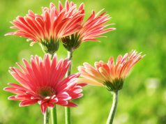 Allergia al nichel e il dentifricio