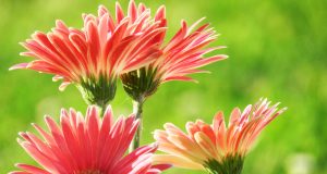 Allergia al nichel e il dentifricio