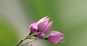 Il metodo Gokhale: 8 passi per liberarsi dal mal di schiena