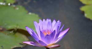 Vivere con le allergie cutanee