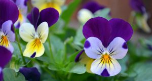 Accettare di vivere con le allergie