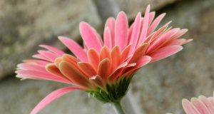 Allergie e cambio di stagione