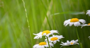 Allergie ed eccesso di informazioni?