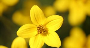 Cosa vuol dire anallergico?