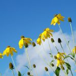Le allergie alimentari