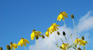 Le allergie alimentari