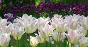 Lo stress e le allergie