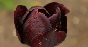 Allergia e parti intime