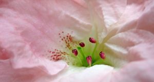 Allergie, bug e feature