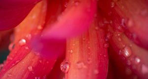 Allergie e sensi di colpa