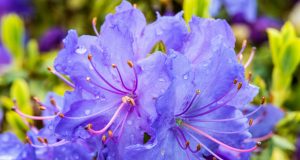 Potrò mai guarire dalle mie allergie?