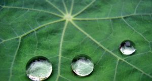 Le allergie e lo specialista di fiducia