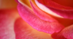 Allergie e spiritualità