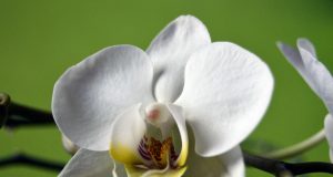 Allergie e arte terapia