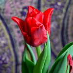 Allergie e aromaterapia