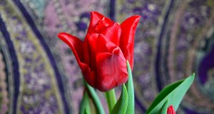 Allergie e aromaterapia