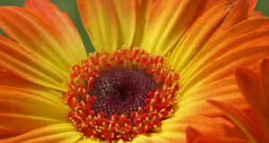 Allergie alimentari e inviti a cena a sorpresa