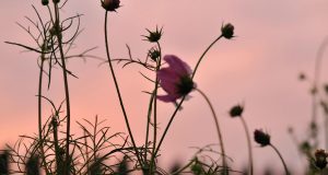 Allergie: la storia di Mary