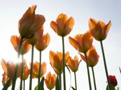 Allergie: affrontare lo stress con Lucia Giovannini