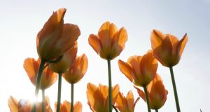 Allergie: affrontare lo stress con Lucia Giovannini