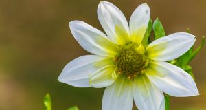 Allergie e la via del Tao